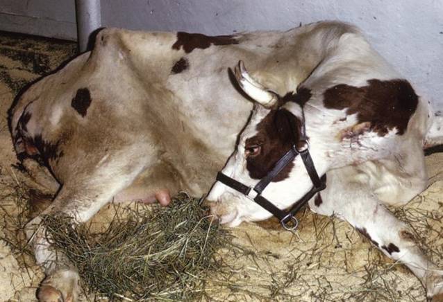 Родовой парез у коров, что представляет собой родильный паралич, лечение