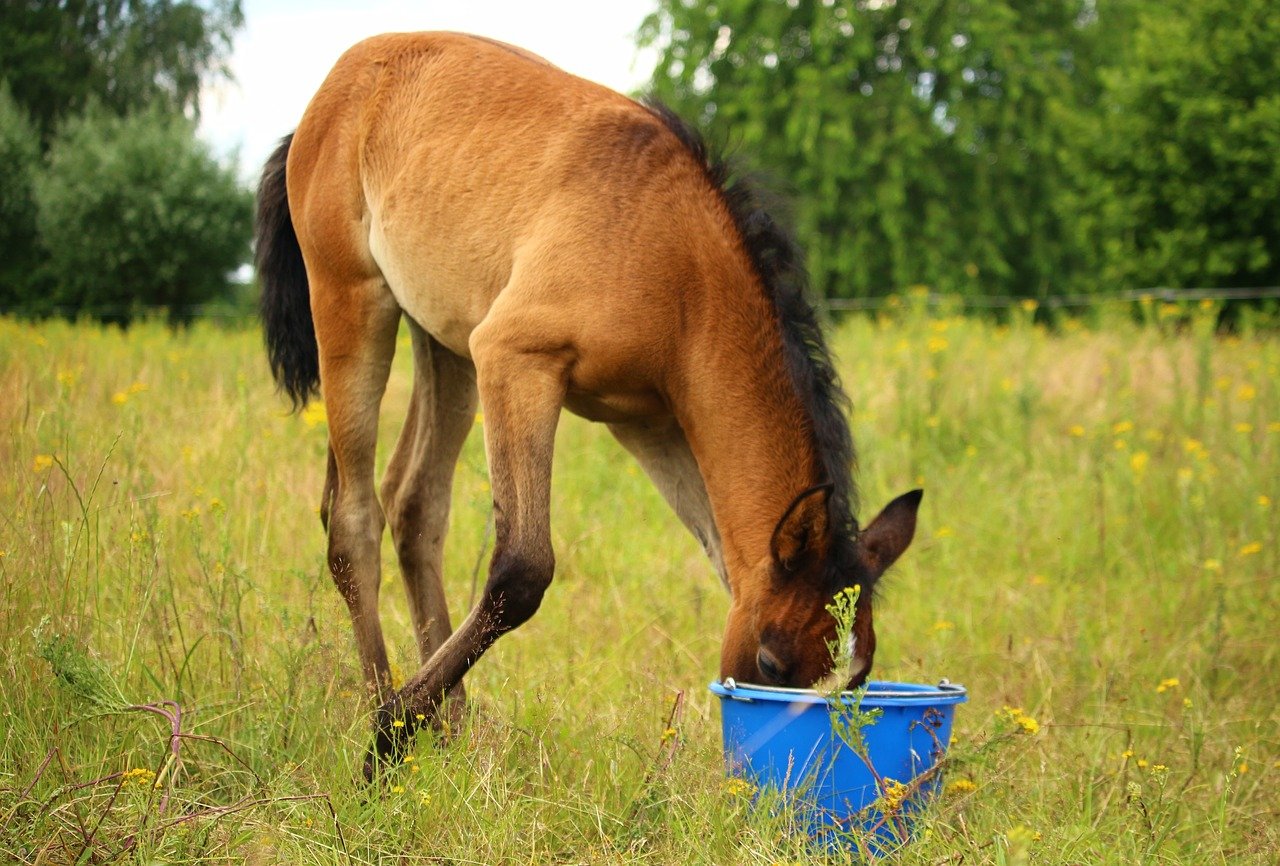 Что едят лошади: обзор типов кормов и составление рациона, как правильно кормить, лакомства и поение скакунов
