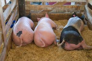 Кормление свиней: рационы, корма, типы кормления, запрещенные продукты