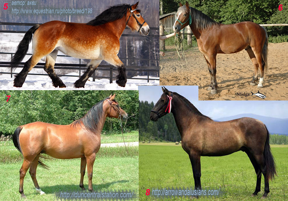 Масти лошадей: фото и названия, описание, характеристика