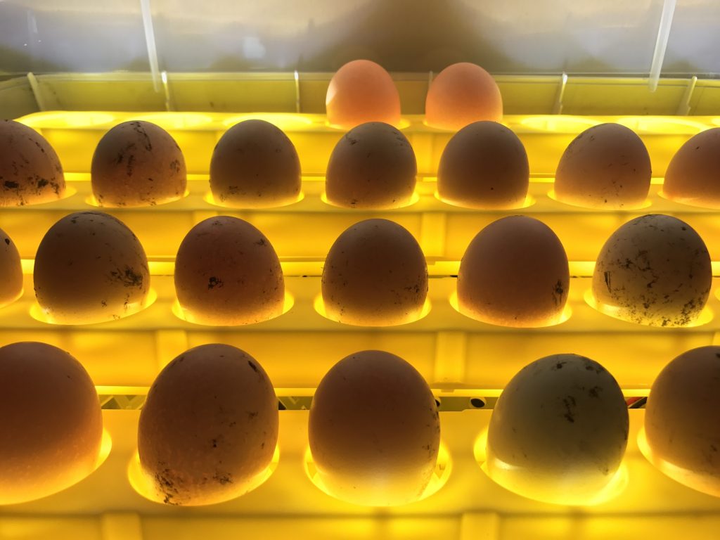Развитие цыпленка в яйце по дням