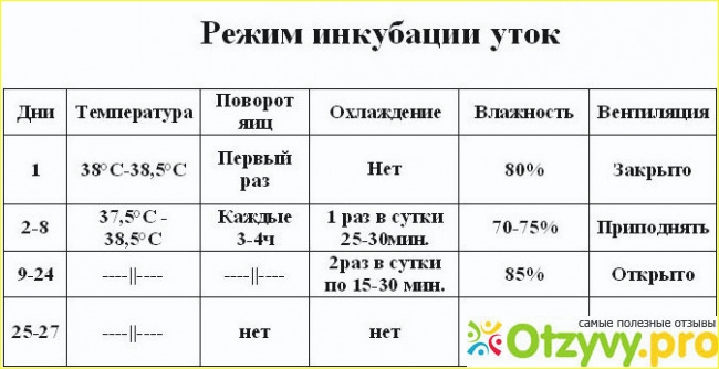 ✅ все о режиме инкубации яиц мускусных уток: таблица, температура, правила - tehnomir32.ru