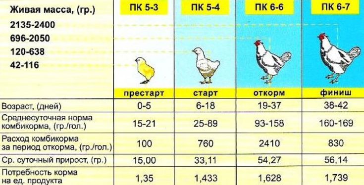 Кормление бройлеров в домашних условиях: особенности выращивания, как правильно растить и кормить цыплят