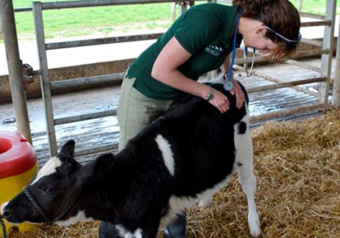 Почему телята и коровы кашляют и тяжело дышат: чем лечить бронхопневмонию