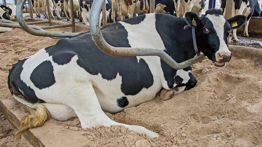 Кетоз у коров: симптомы и лечение