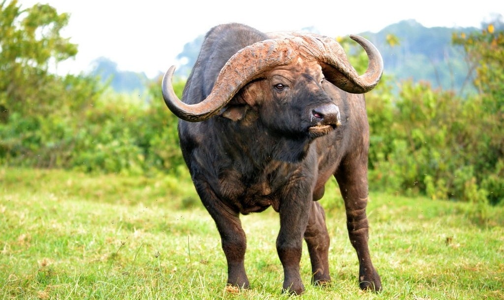 Африканский буйвол: фото, описание, характеристика