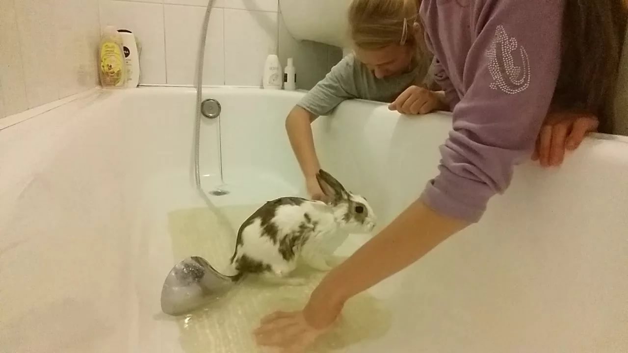 Банный день у домашнего кролика
