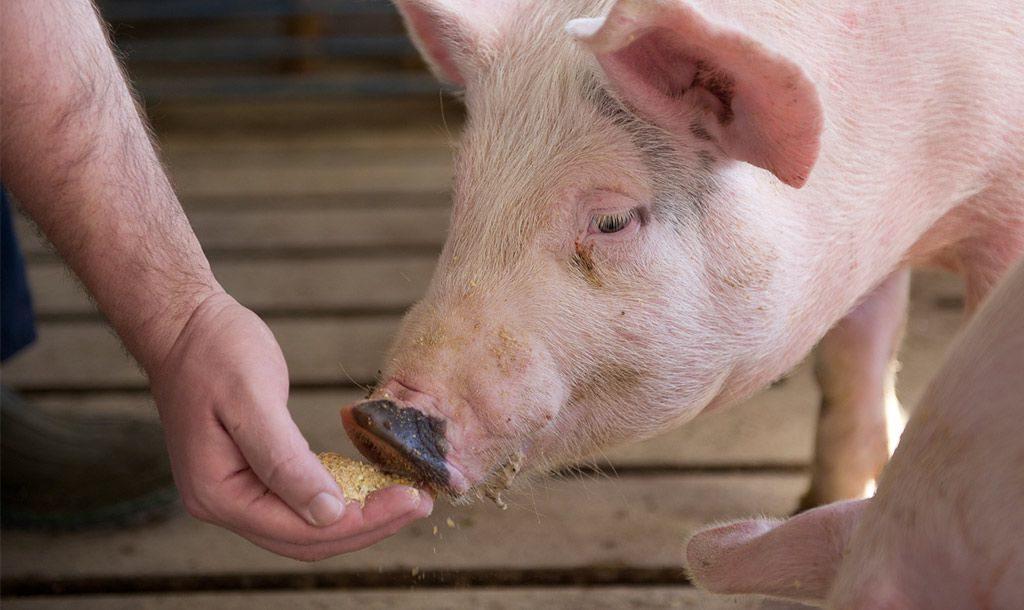 Как и чем лечить рожу у свиней?