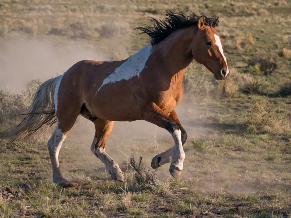 Мустанг лошадь: описание породы, места обитания