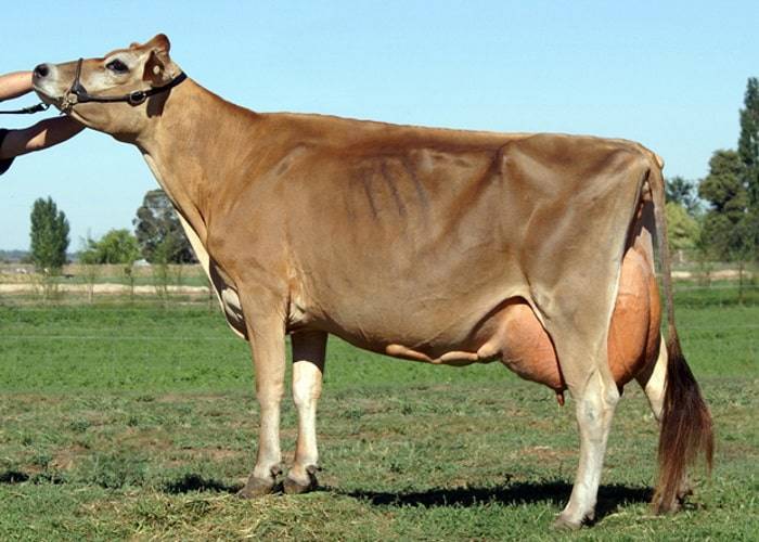 Особенности джерсейской породы коров: разведение, правильный уход