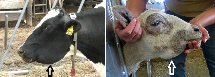 У коровы шишки на шее после уколов