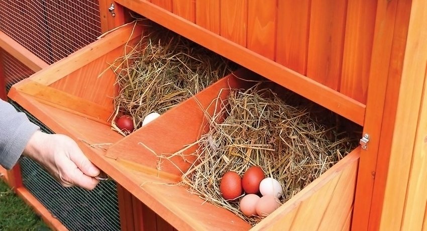 Самодельное гнездо для кур-несушек: фото, размеры, полезные советы