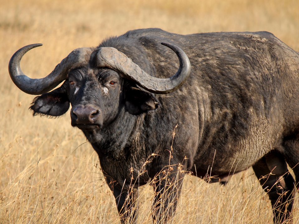 Об африканском буйволе: как выглядит, сколько весит, как разводить