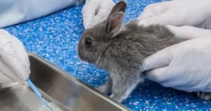 Кокцидиоз у кроликов: симптомы и лечение, видео