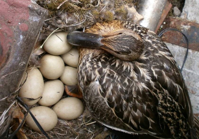 Характеристики утки: сколько и когда высиживает яйца
