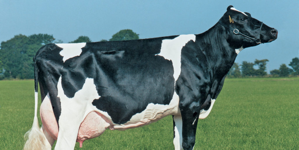 Голштинская порода коров - характеристика и описание, недостатки и особенности породы