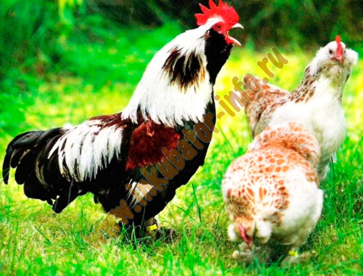Как определить пол цыпленка: эффективные методы, фото- и видеообзор
