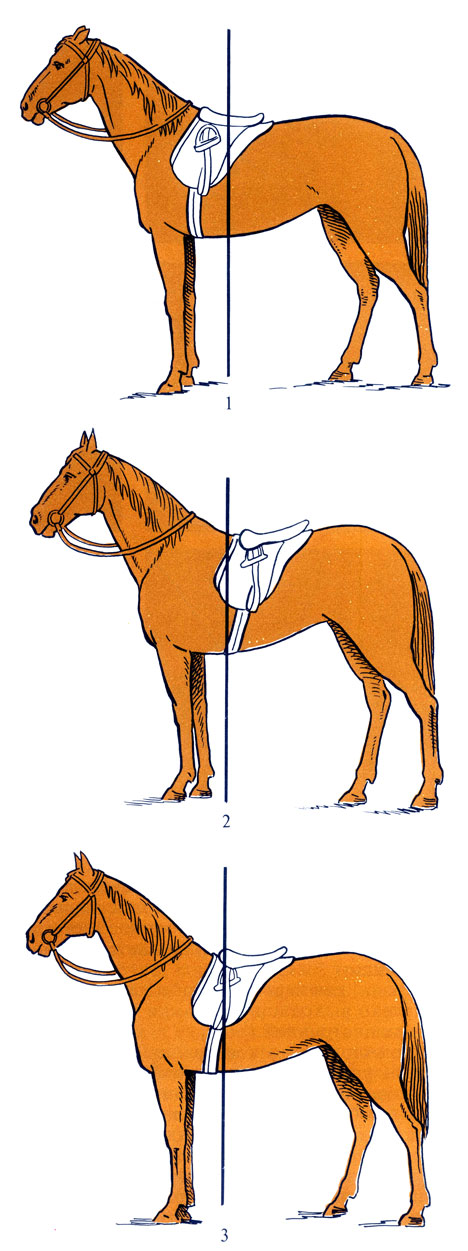 Седло для лошади: типы седел и особенности их использования