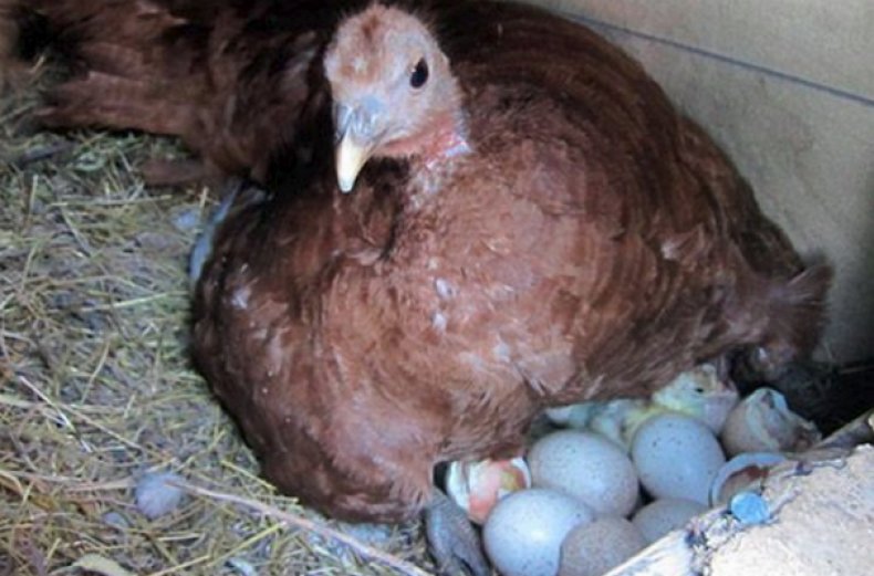 В каком возрасте гуси начинают нести яйца?