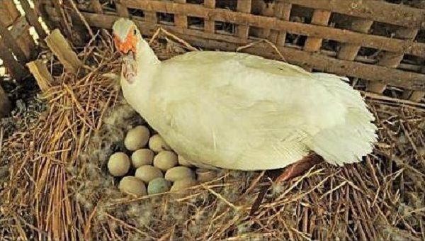 Когда начинают нестись гуси и сколько яиц они могут снести?