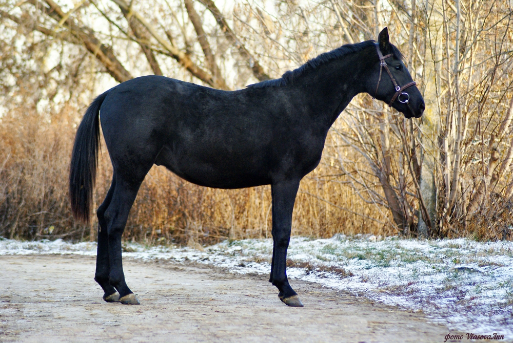 Чалая масть лошади: описание и фото масти | мои лошадки