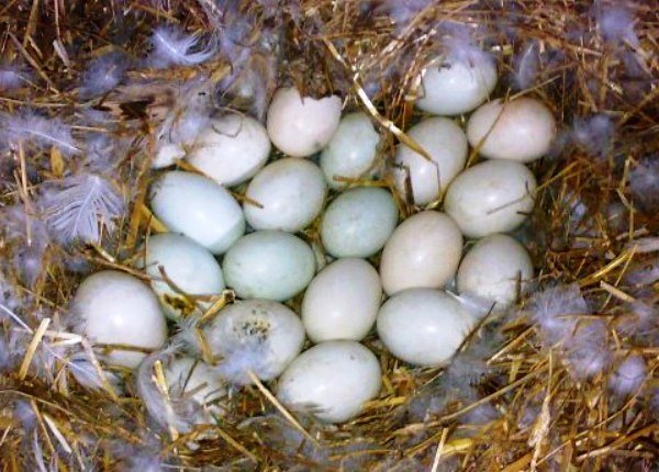 Когда начинают нестись утки и сколько высиживают яйца