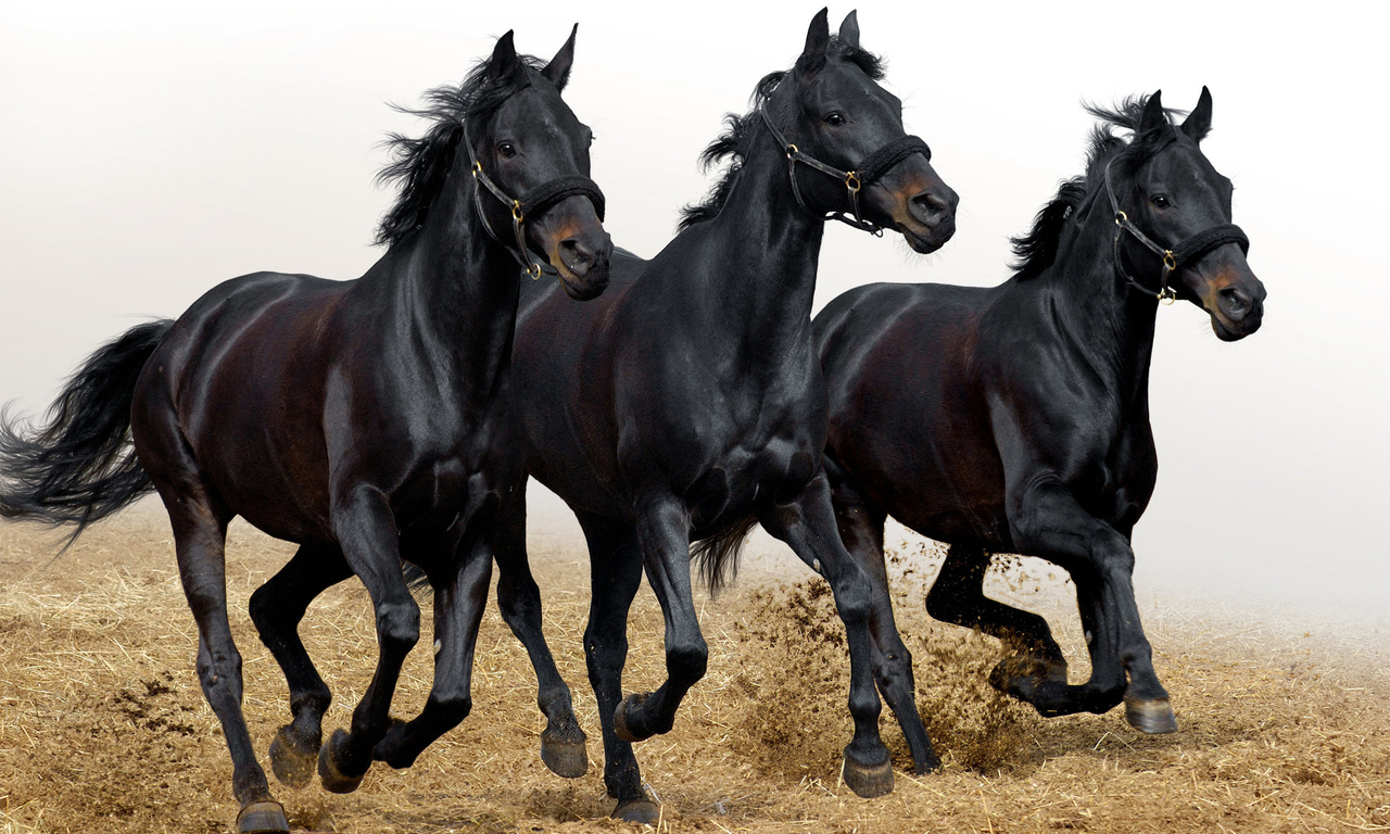 Черная лошадь — как выбрать, особенности содержания, породы, применение и характер вороных (95 фото)