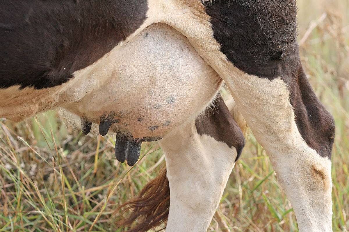 ✅ лечение болезней вымени коров (бородавки, папилломы, ушибы, отеки, трещины) - tehnomir32.ru