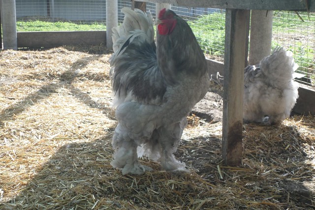 Брама порода кур: лохмоногие цыплята, когда начинают нестись