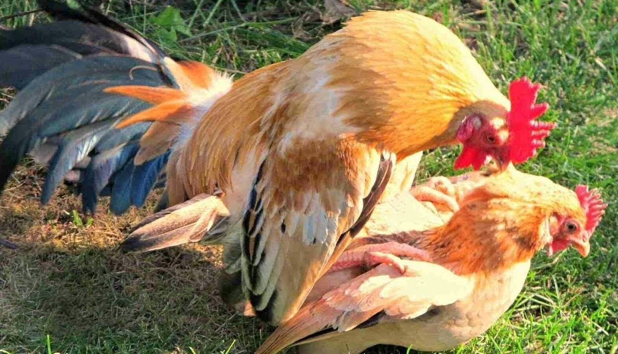 Об оплодотворении курицы петухом: влияет ли петух на яйценоскость кур