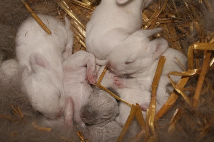 Почему крольчиха съедает своих крольчат: причины, как это избежать