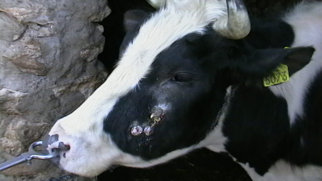 Шишки у коровы на вымени, шее, челюсти, спине, животе и других участках тела почему, что делать,