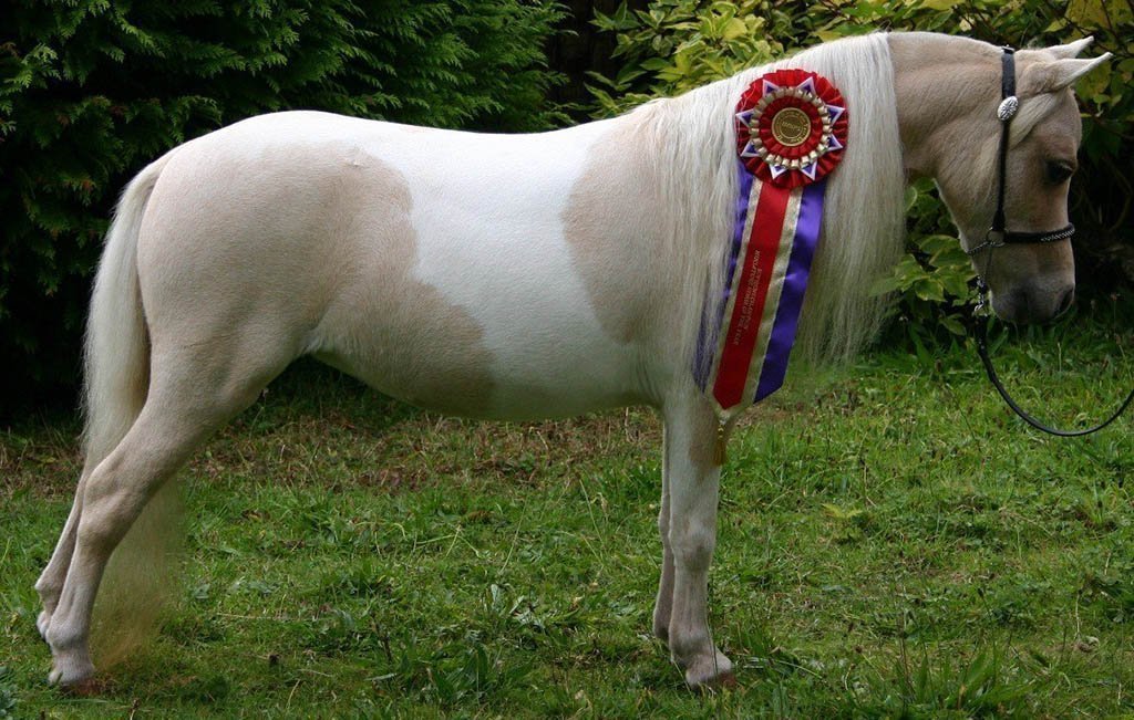Миниатюрные лошади фалабелла: описание, характеристика, фото