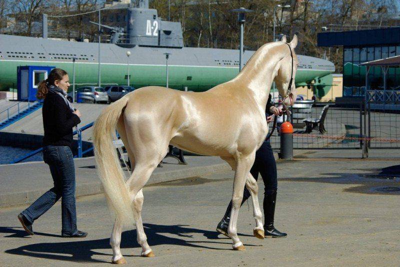 Самая дорогая лошадь в мире (21 фото): описание красивых и дорогих пород коней