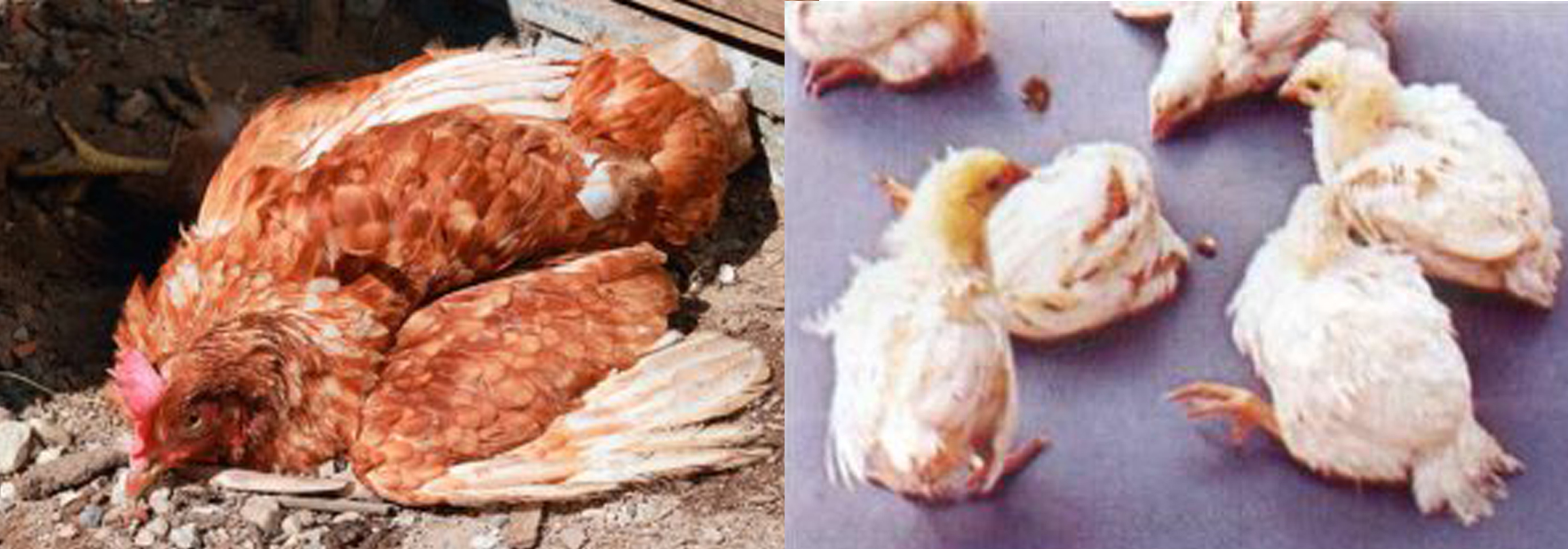 Симптомы инфекционного бронхита у кур и методы лечения заболевшей птицы