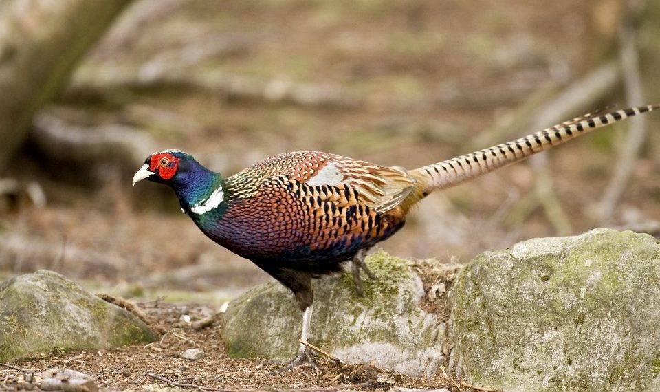 Обыкновенный фазан: описание, виды и содержание