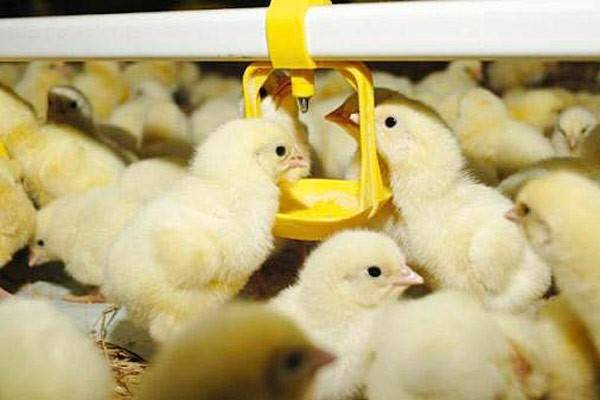 Пропойка цыплят антибиотиками и витаминами — профилактика и лечение