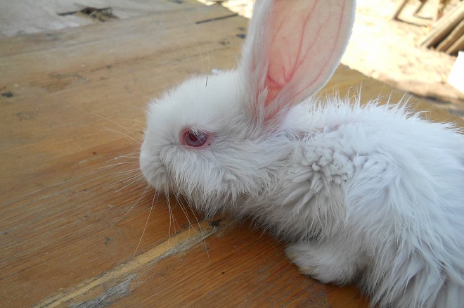 Инфекционный стоматит у кроликов: симптомы, возможные последствия, лечение и профилактика