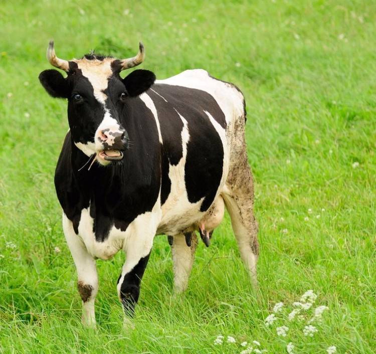 Черно-пестрая порода коров - характеристики и продуктивность