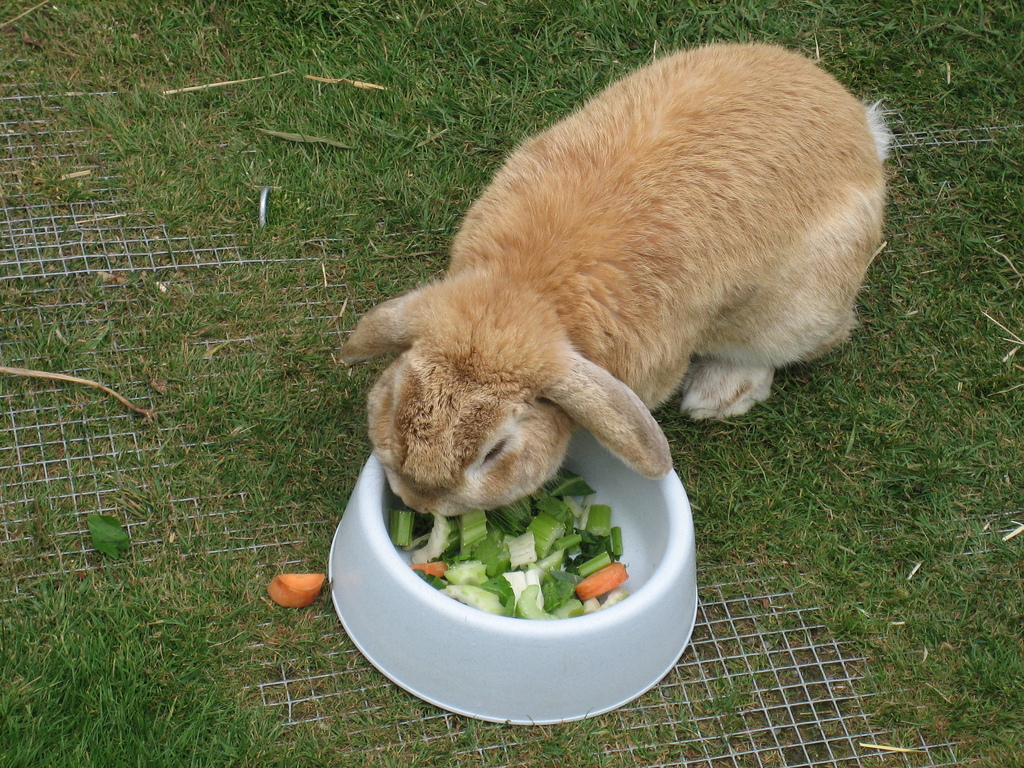 Что любят кушать кролики и чем их кормить