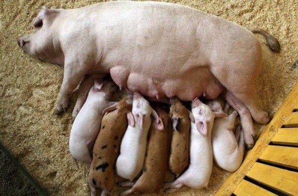 Биология и техника размножения свиней — cельхозпортал