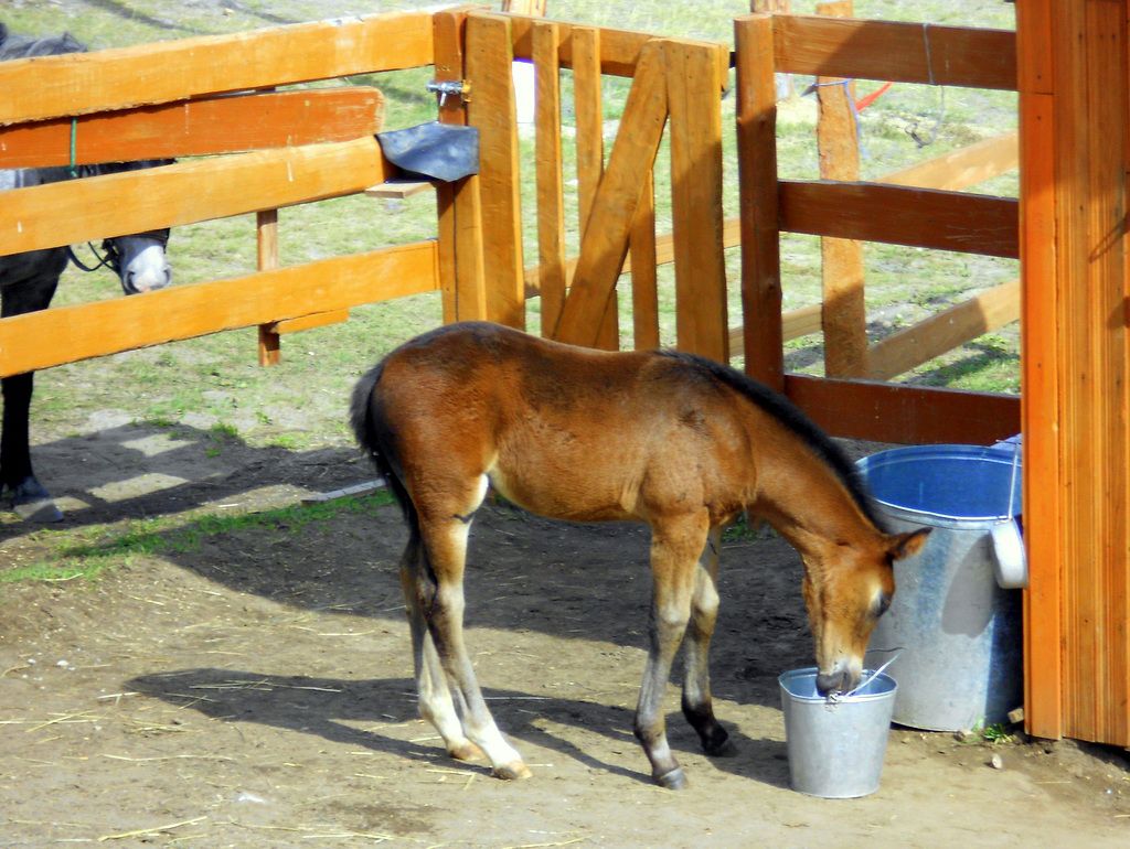 Что едят лошади: рацион диких и домашней коней