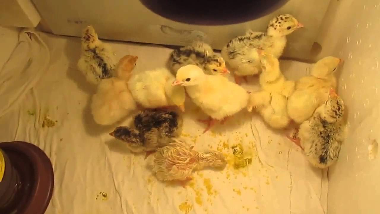 Содержание цыплят в домашних условиях, уход за ними после инкубатора