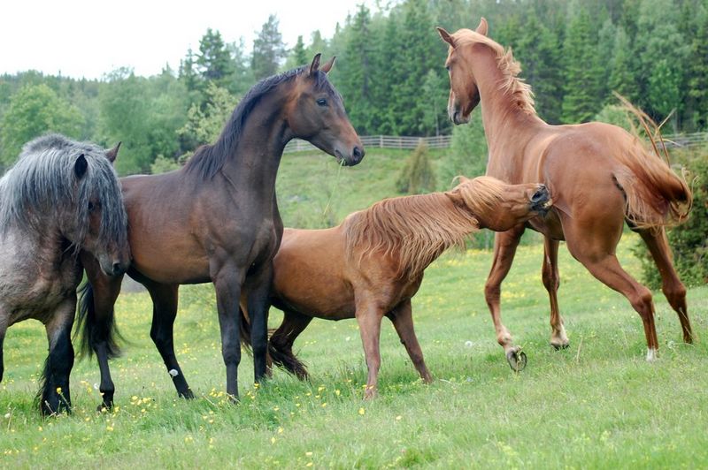 Конь-мерин — все за и против кастрации