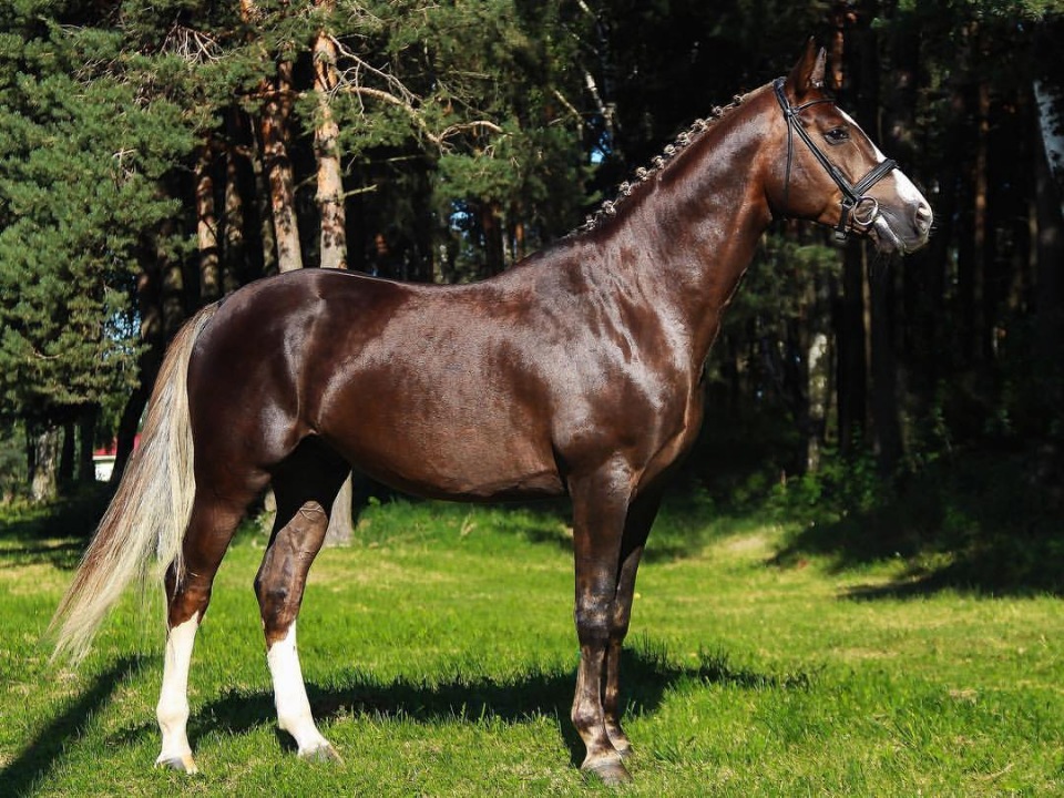 Лошадь ганноверской породы на сегодняшний день признана эталоном скакуна в конном спорте