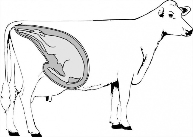 Отел коровы: основные признаки, подготовка, таблица отела