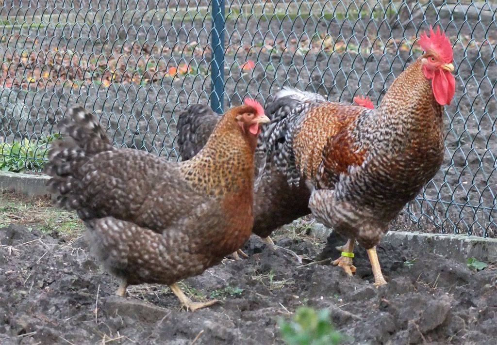 О породе кур барневельдер: описание и характеристика, как отличить пол цыпленка