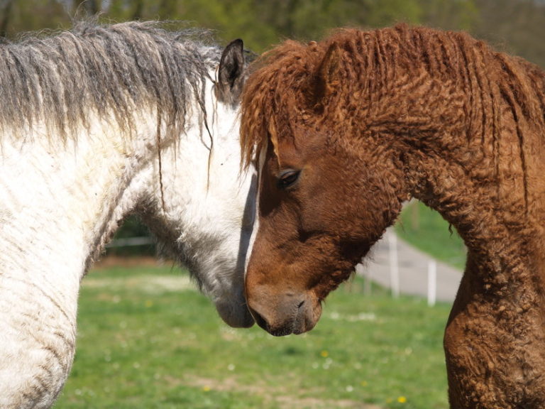 Американская верховая лошадь и другие американские породы: кремовая, стандартбредная, кучерявая