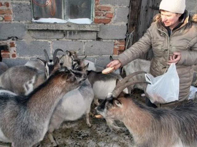 Содержание коз: фото, видео, чем кормить коз, советы для начинающих