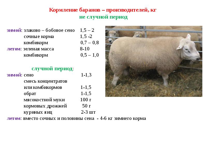Разведение овец: в домашних условиях, для начинающих, на мясо